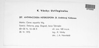 Anthracoidea heterospora image